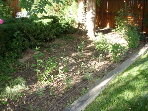 Native Garden Between Houses