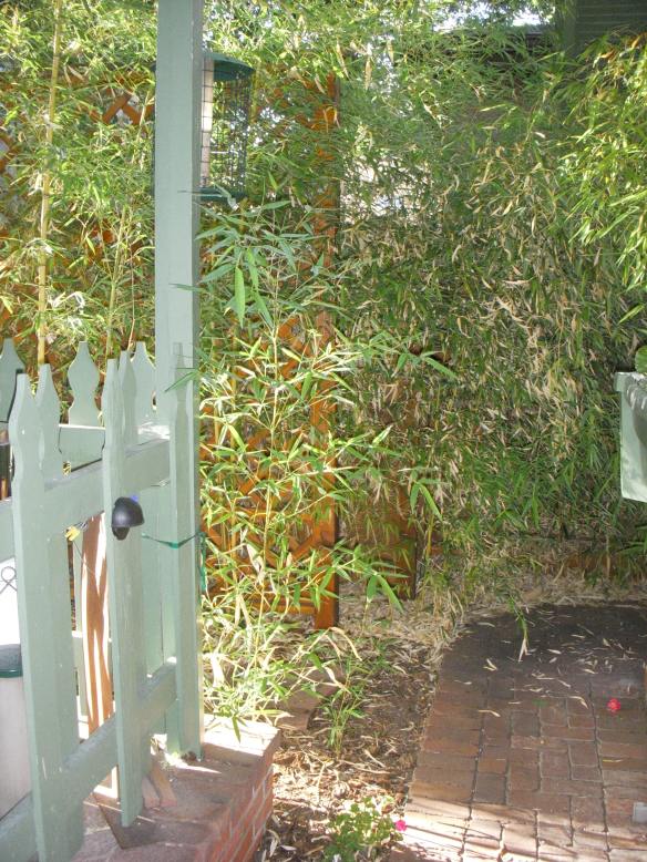 Bamboo by back fence to hide monster house nextdoor