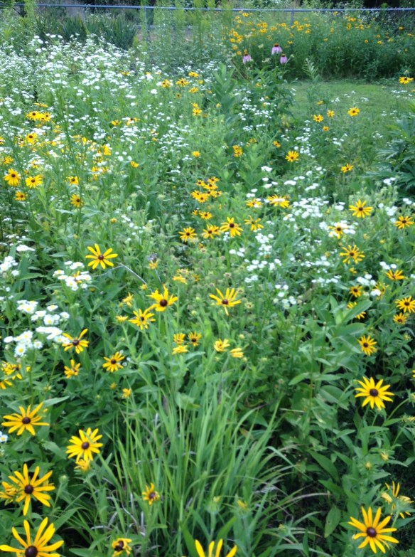 Back Garden in June, 2014