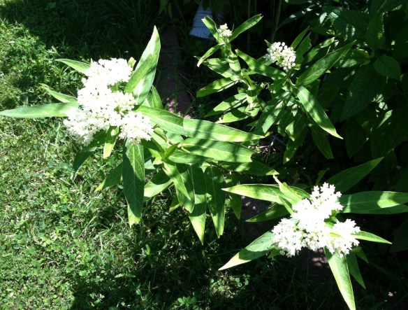 Swamp milkweed "Ice Ballet"