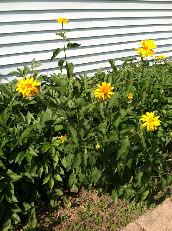 False sunflower 