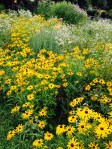 Black-eyed Susans