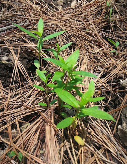 Common Milkweed Sprouting in Wendy's  Garden outside Atlants