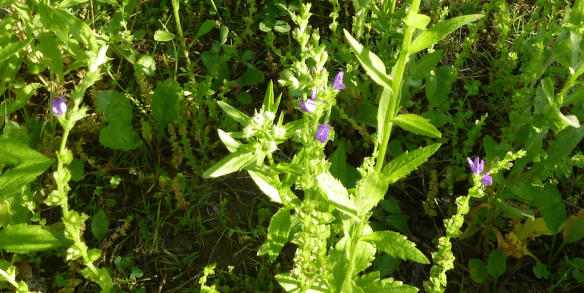 Venus'  Looking Glass