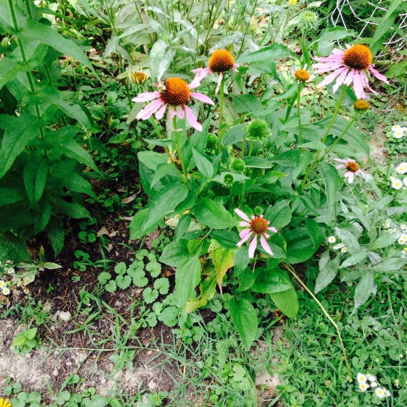 Bee on Purple Cone Flower
