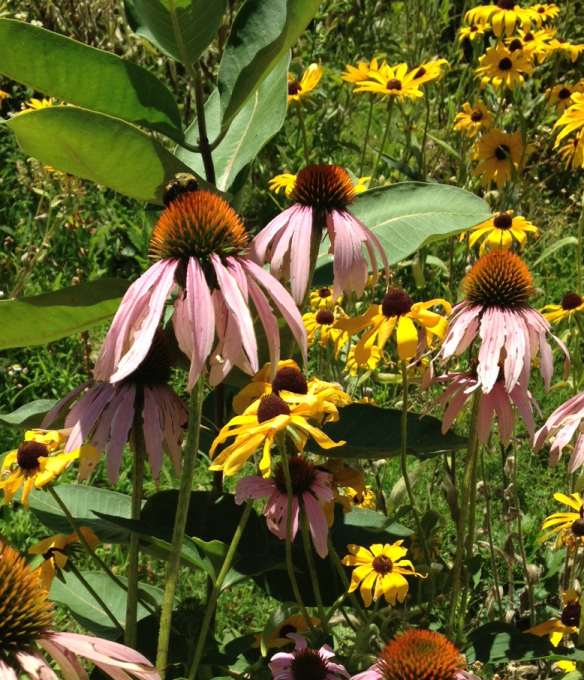 Bumblebee on Purple Coneflower