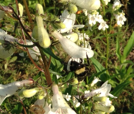 Bee on Penstemon