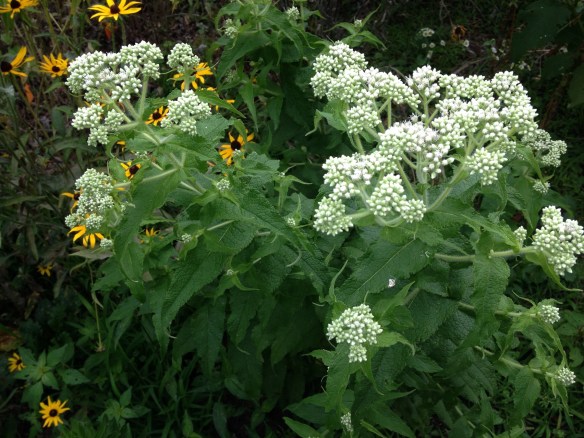 Boneset Coming into Bloom Mid-July