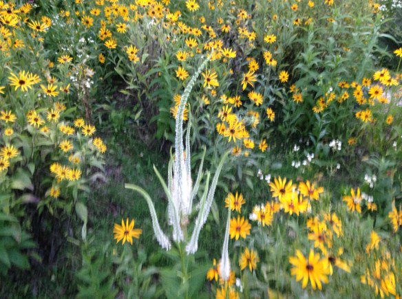Culver's Root Late Evening