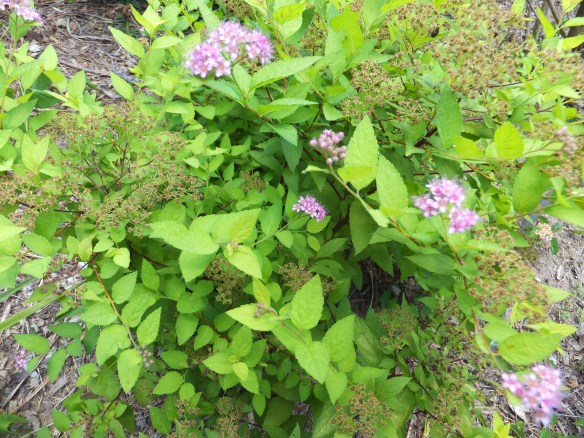 Spirea