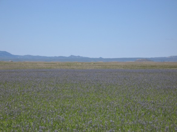 Camus -- Sea of Blue