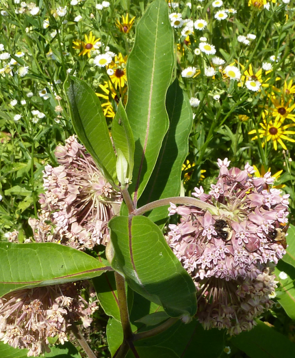 Bees on Common Milkweed