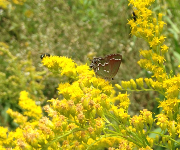 Olive Hairstreak on Goldenrod