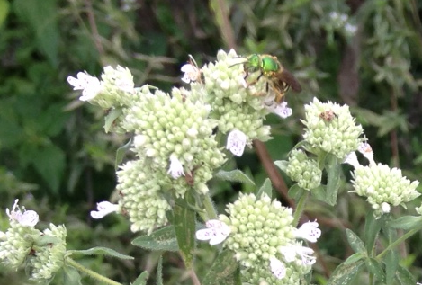 Mountain Mint with Green Bee