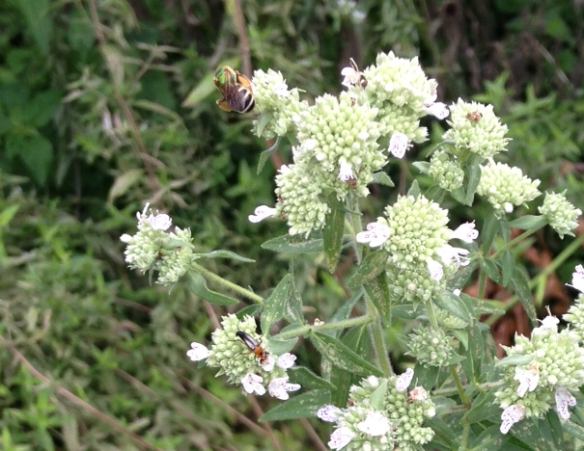 Mountain Mint with Bees