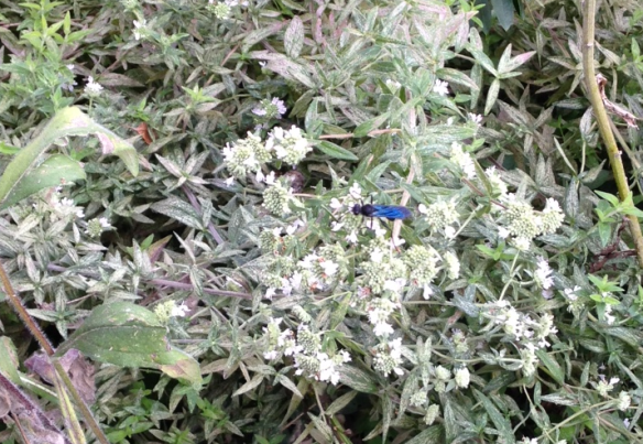 Blue Wasp on Mountain Mint