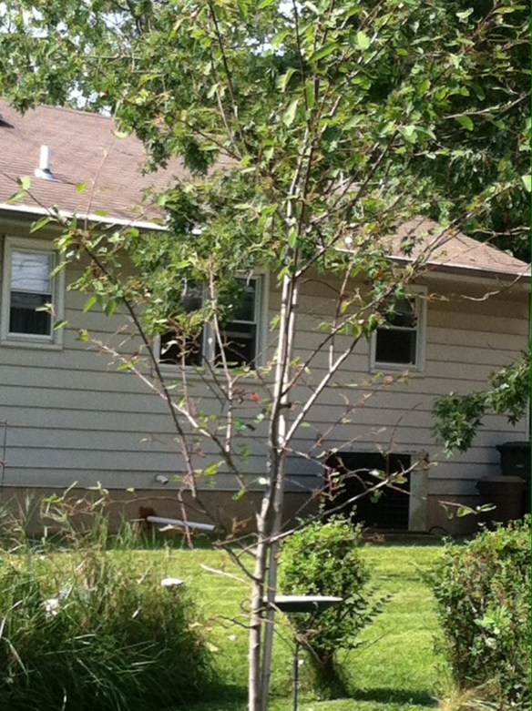 My serviceberry tree is showing some significant damage