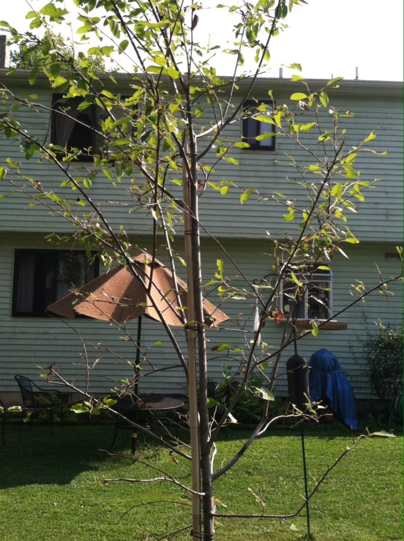It's even more defoliated now!