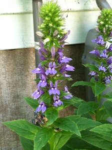 Blue lobelia up close. I think there's a bee in there!