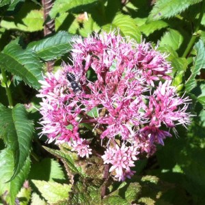 Joe pye with bee. This patch was a-buzz all summer.