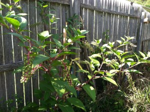 My pokeberry "tree". Birds LOVE pokeberries, and I have been nurturing this one all summer. They're finally starting to ripen.