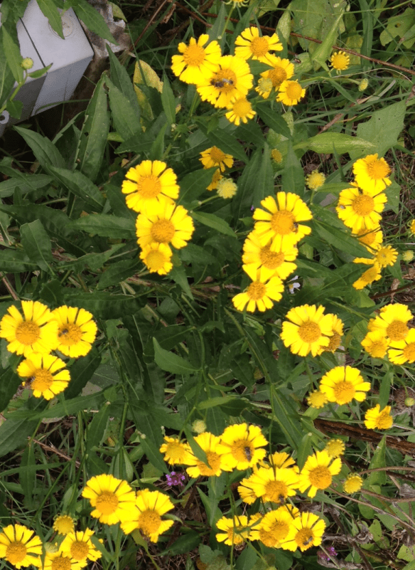Sneezeweed