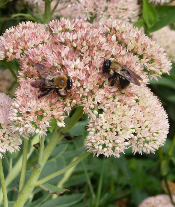 Bumblebees on Sedum