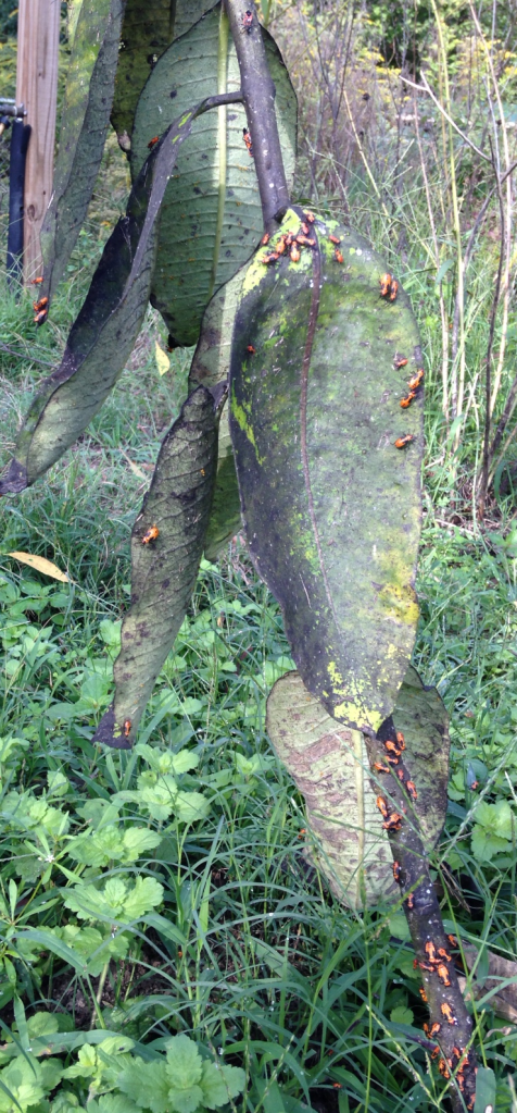 Milkweed Beetles on Common Milkweed