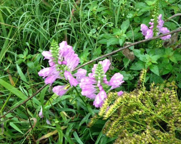 Obedient Plant