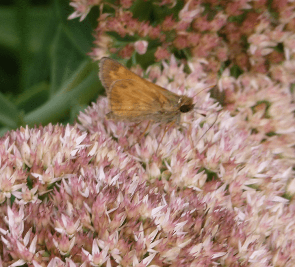 Skipper on Sedum?