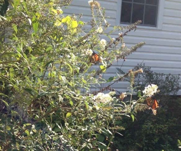 Two Monarchs on my Butterfly Bush