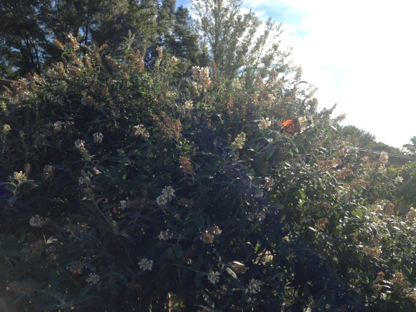 One of Two Monarch Butterflies on Butterfly Bush at Southampton Elementary