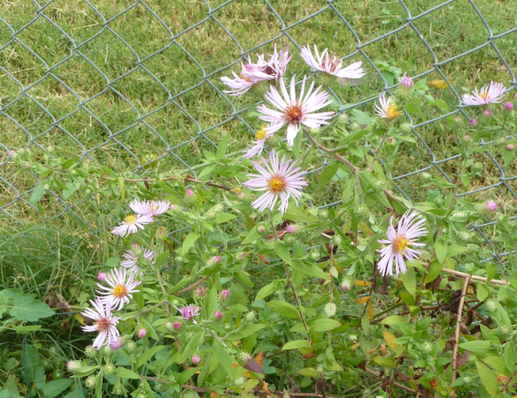Climbing Aster - Aster carolinianus
