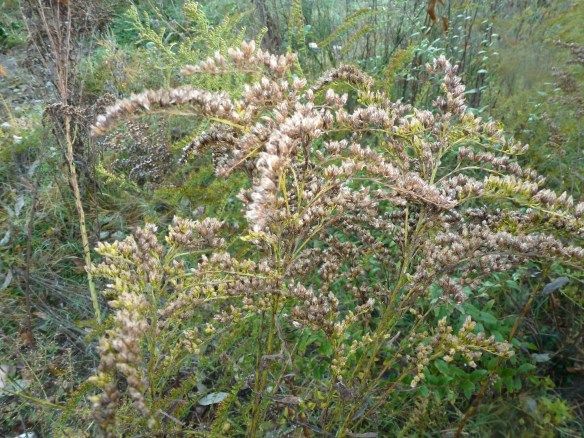 Goldenrod Gone to Seed