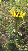 Another late Black Eyed Susan