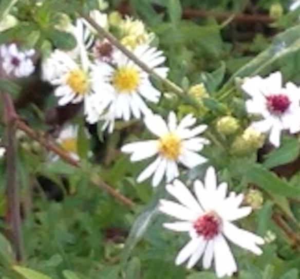 Small White Aster Tapestry