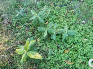 baby milkweeds