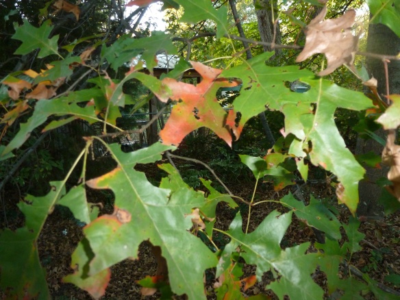 Pin Oak Starting to Change Color --- Most Leaves Won't Fall until Spring