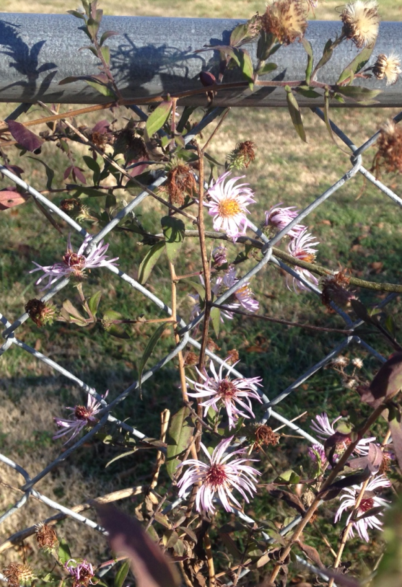Climbing Aster Mid-December