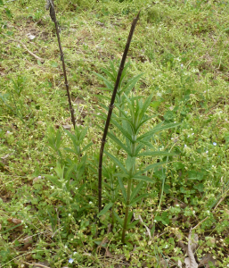 Butterfly Weed Coming Up?