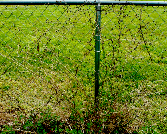 Climbing Aster from a Distance 04/19/15