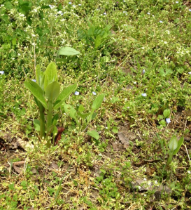 Common Milkweed Coming Up