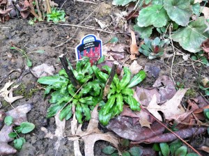 Cardinal flower and blue lobelia showing growth