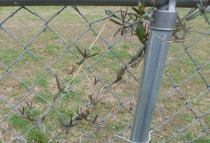 Native Honeysuckle Leafing Out Photographed 03/24/15