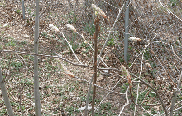 Serviceberry Coming into Bloom Photographed 04/03/15