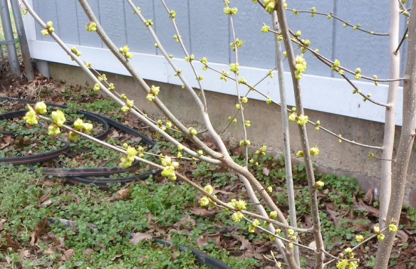 Spicebush  in Bloom Photographed 03/28/15