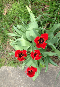 My "Tulip Faces" - 04/14/15