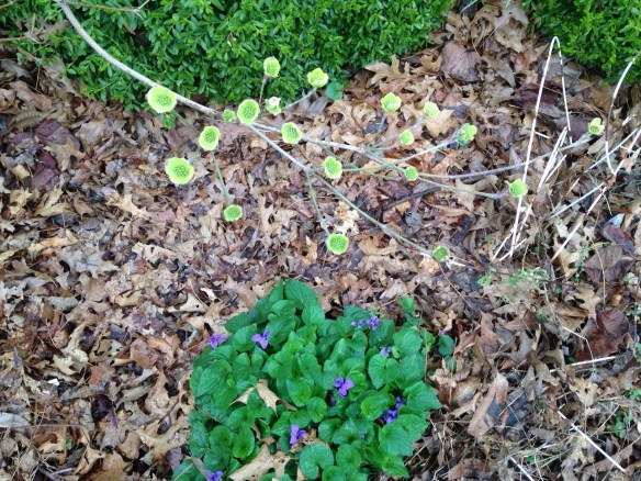 White Dogwood Opening 04/07/15