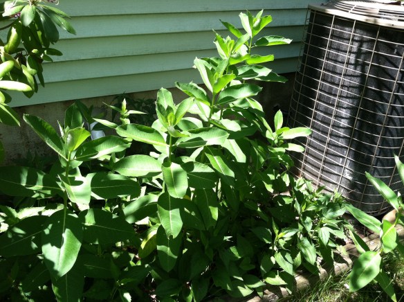 My common milkweed patch