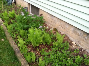 My shade garden with Virginia waterleaf, ferns, false Solomon Seal, and Green-and-Gold
